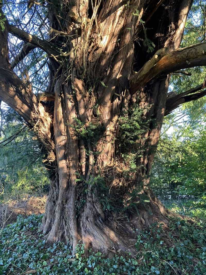 Yew: Guardian of the Dead