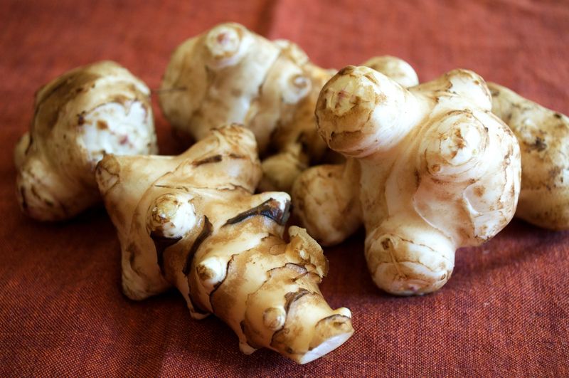 Jerusalem Artichoke: Native American Staple