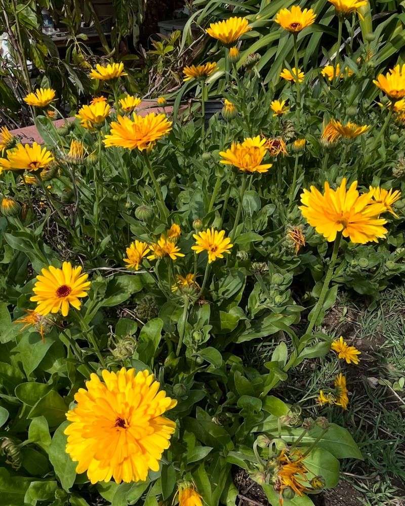 Calendula