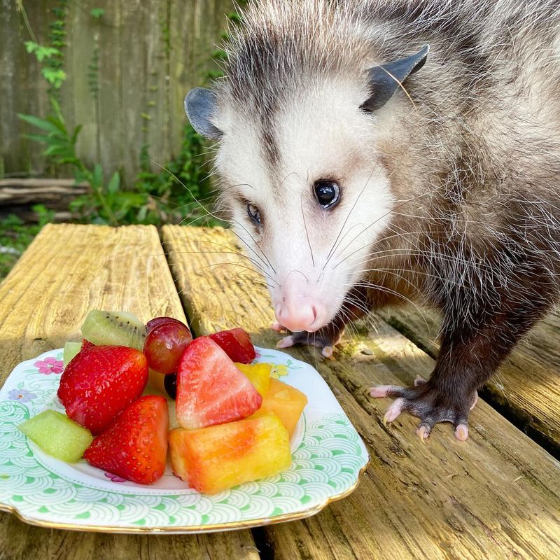 Fruit Cleanup Crew