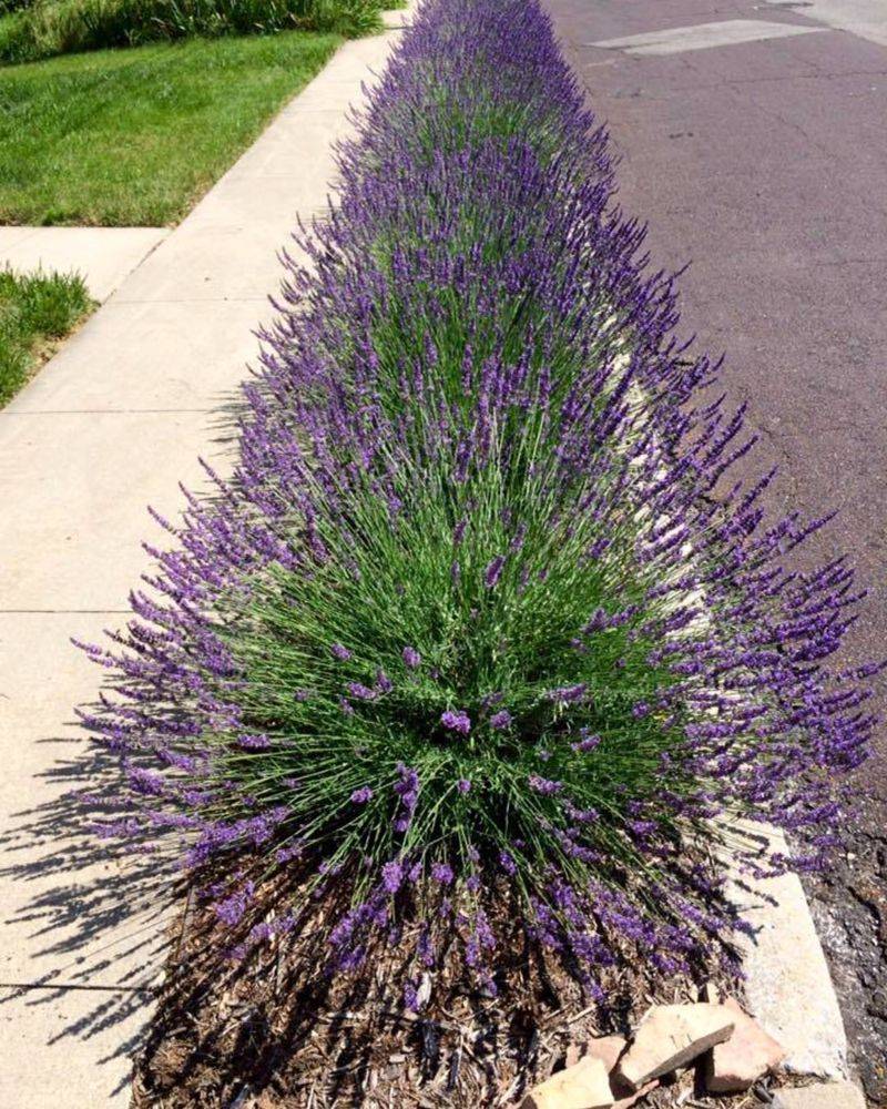 Heavy Clay Soil Gardens
