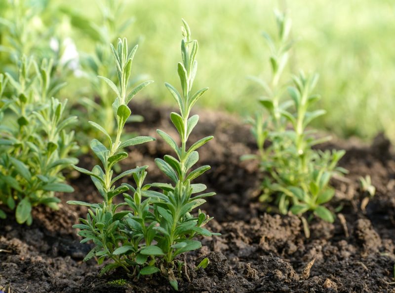 Heavy Nitrogen-Rich Soil