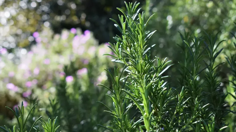 Medicinal Herb Garden