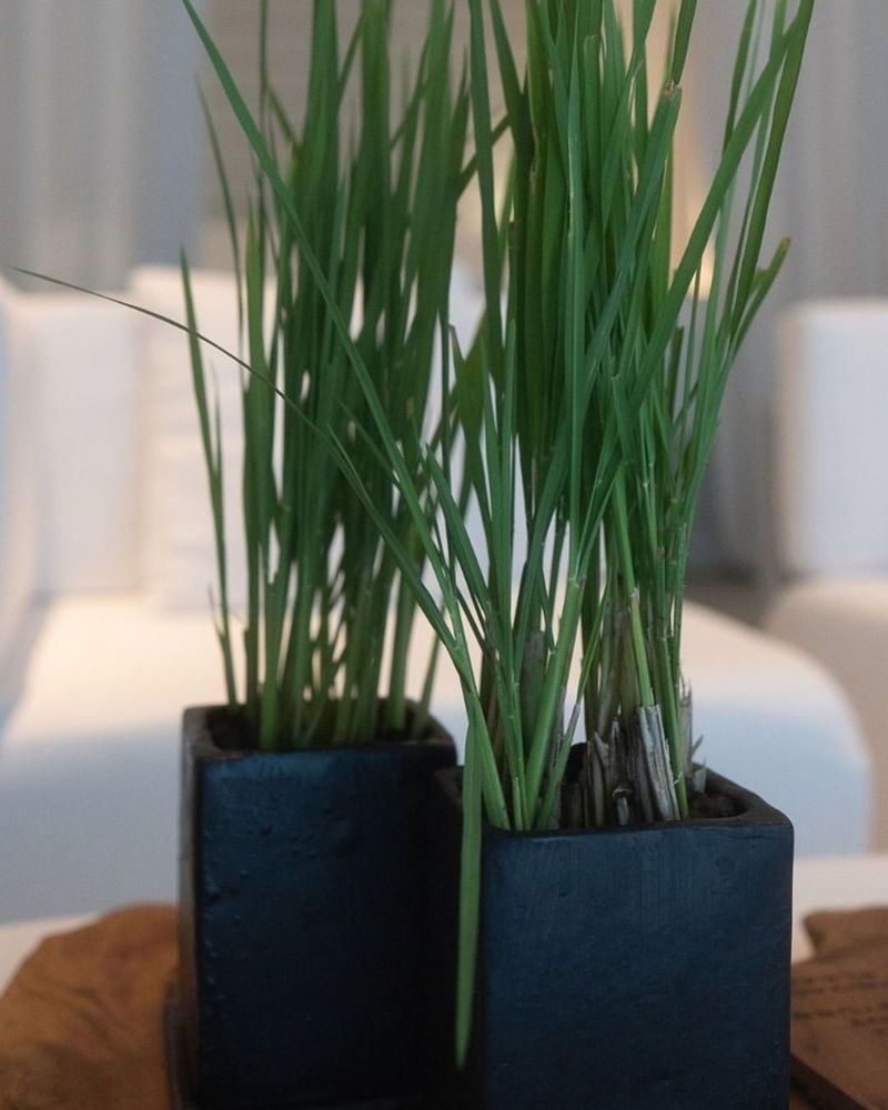 Natural Air Purifier