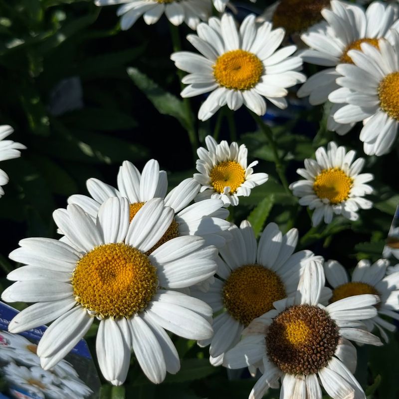 Child-Friendly Flower Fun