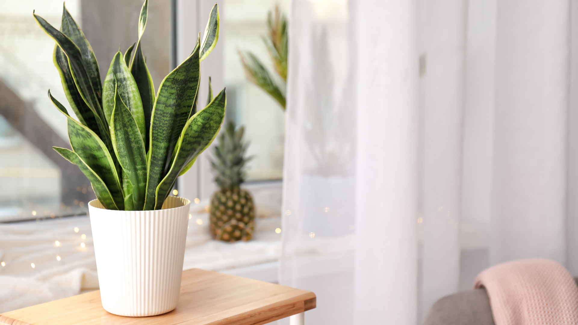 snake plant