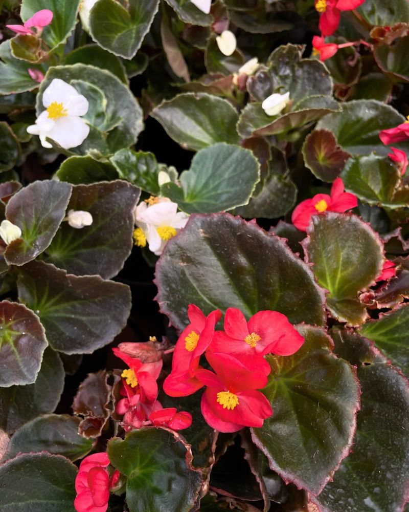 Begonia semperflorens (Wax Begonia)