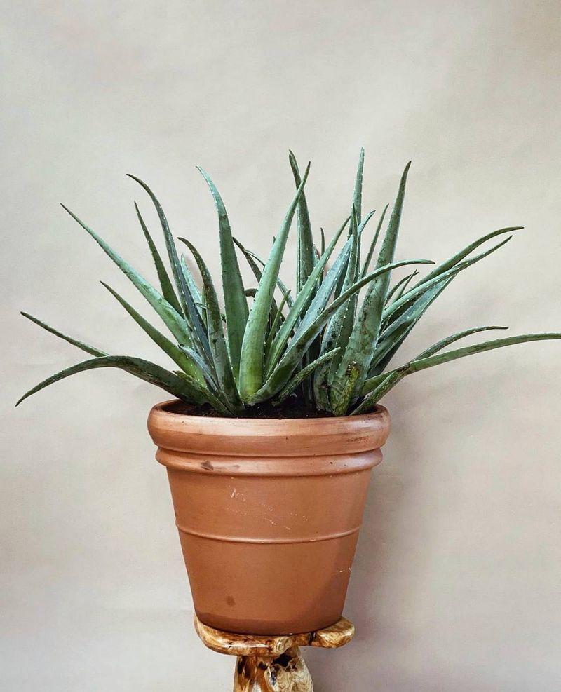 Aloe Vera