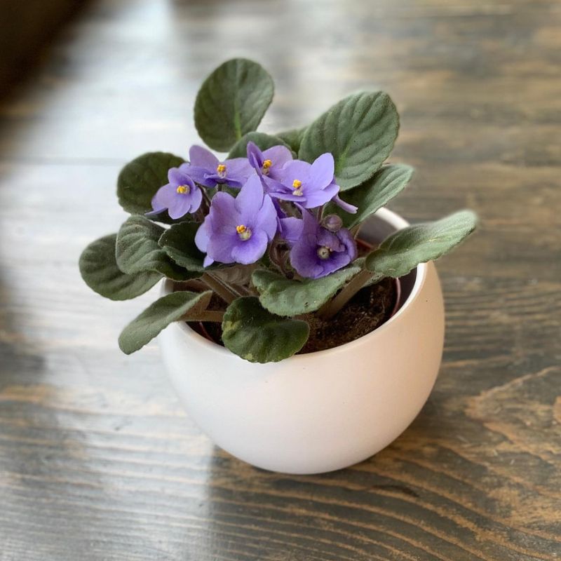 African Violets: Flowering Gems Under $5