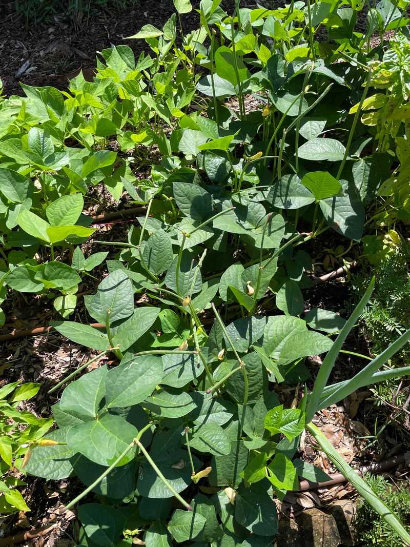Southern Peas (Black-Eyed Peas)