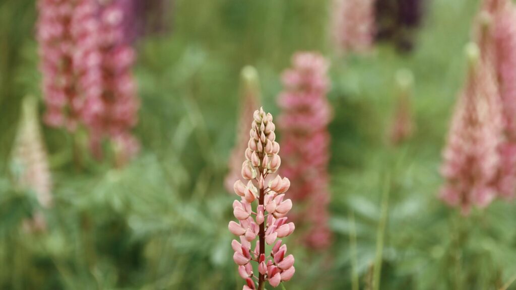 Lupines