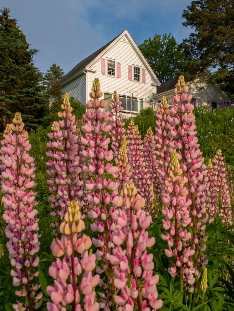 Lupine