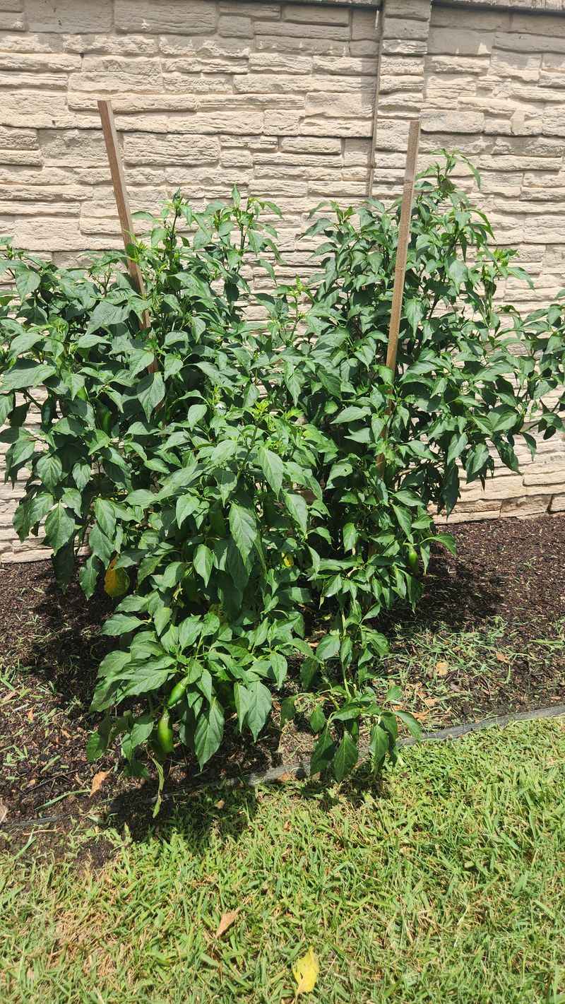 MISTAKE: Applying Fertilizer At The Wrong Time