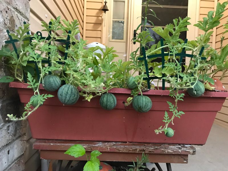 MISTAKE: Overcrowding Plants
