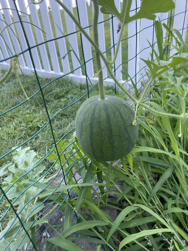MISTAKE: Improper Watering Techniques