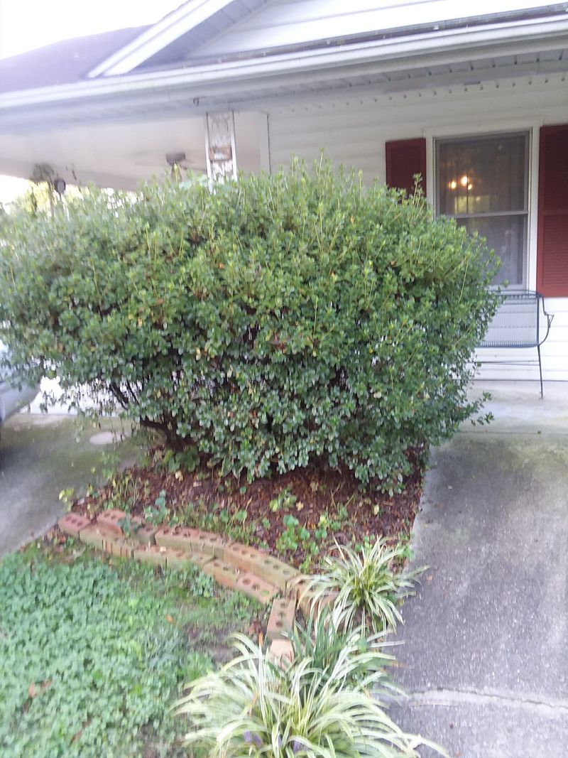 MISTAKE: Improper Pruning Techniques