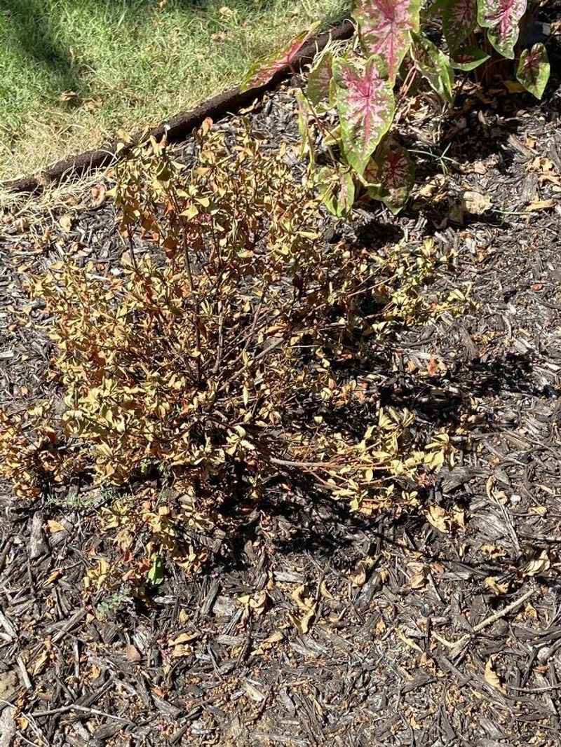 MISTAKE: Incorrect Soil Preparation