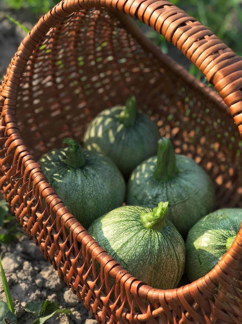 Ronde de Nice Round Zucchini