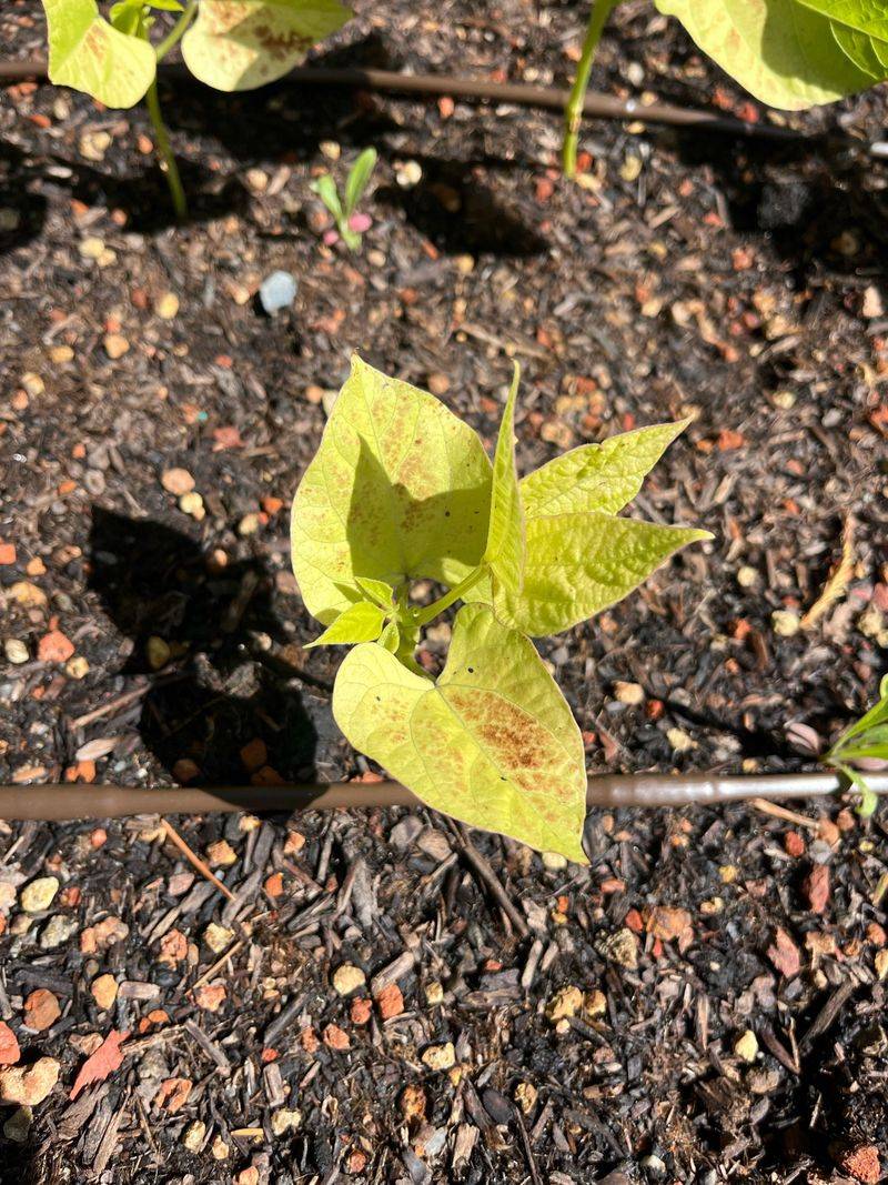 Alternaria Leaf Spot Outbreak