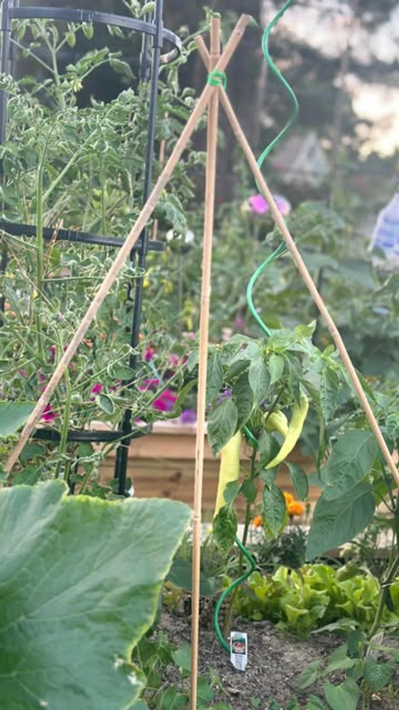 Bamboo Plant Supports
