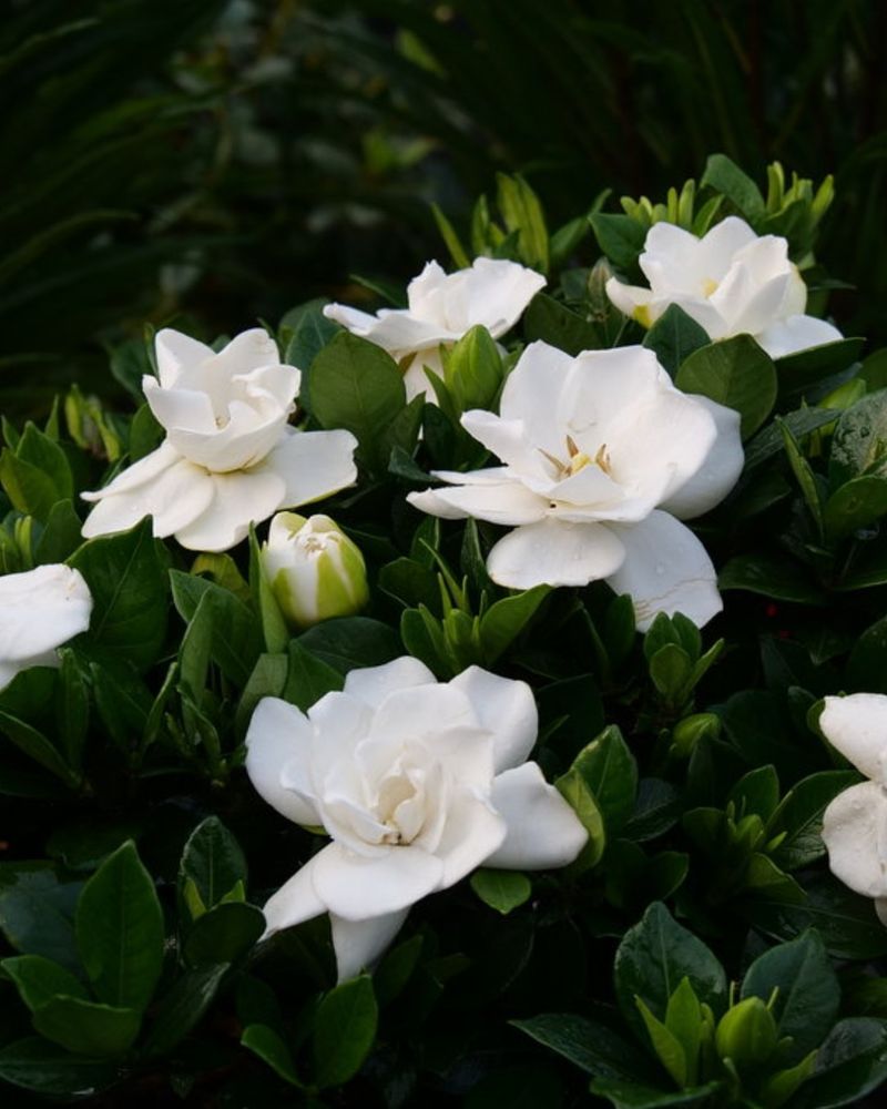 Gardenias