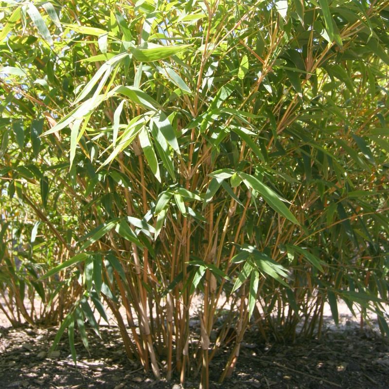 Bamboo – Structural Wonder