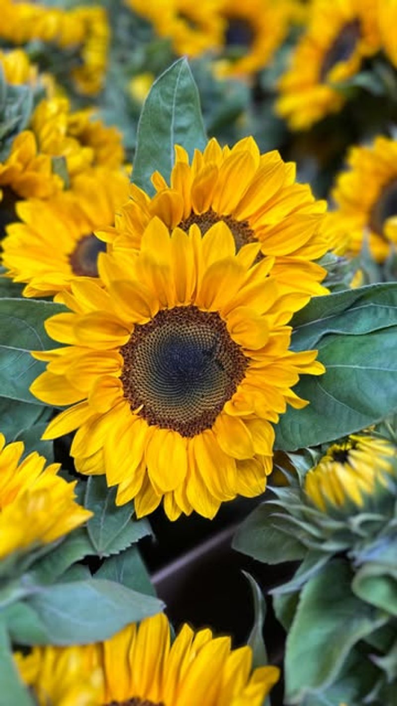 Sunflowers: Sunny Sensations
