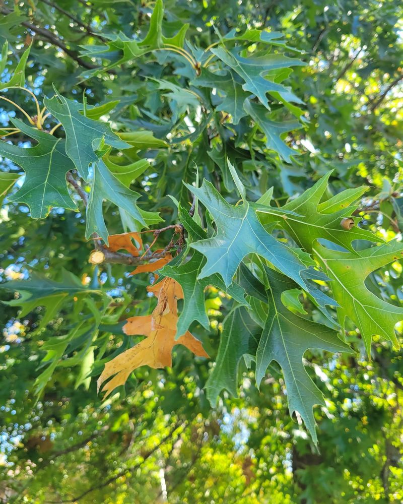Oak Trees