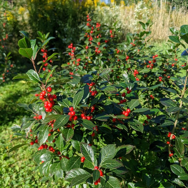 Winterberry Holly