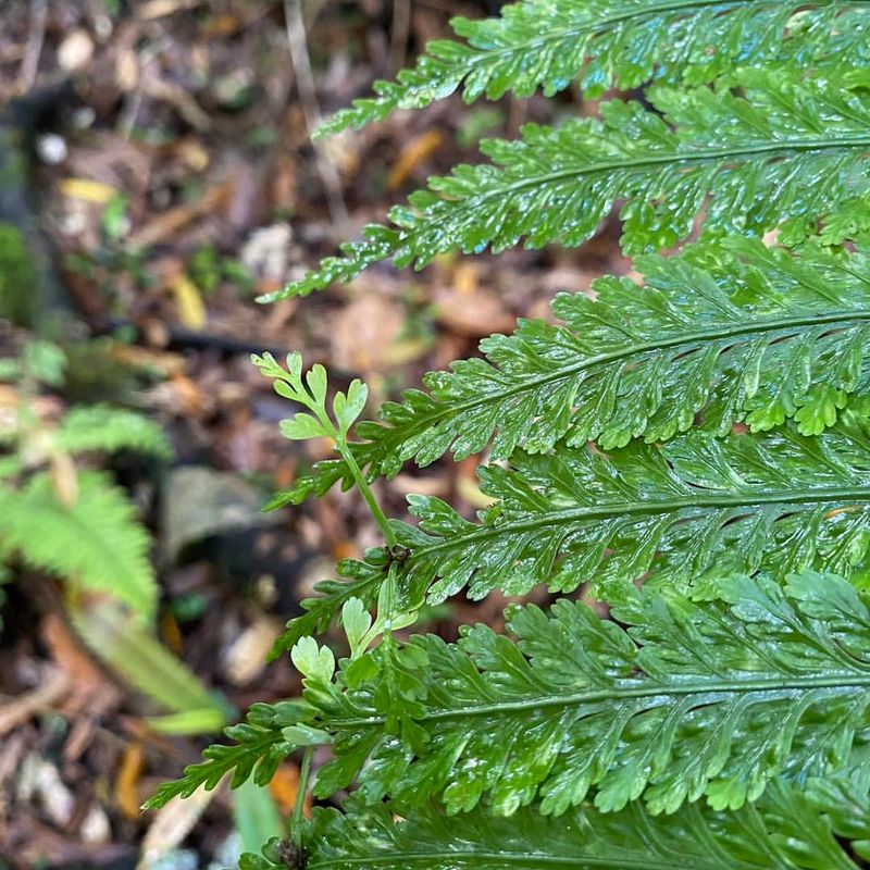 Bulblet Fern