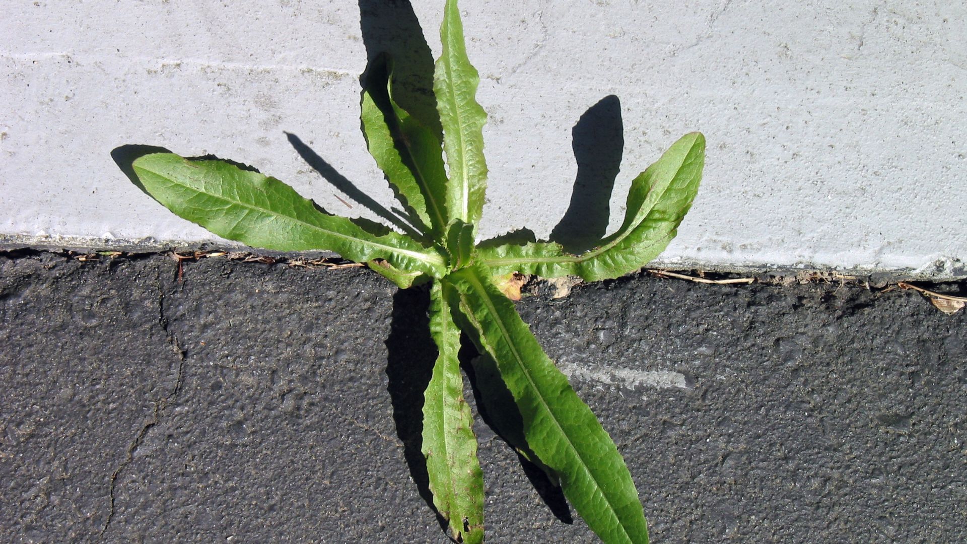 Maine Gardeners Use These Household Items To Stop Weeds