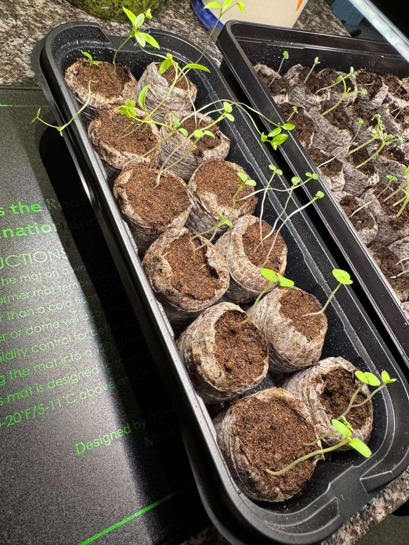 Provide Adequate Light After Germination