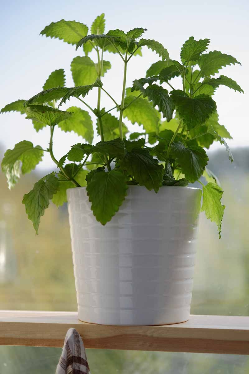 Prune Early And Regularly