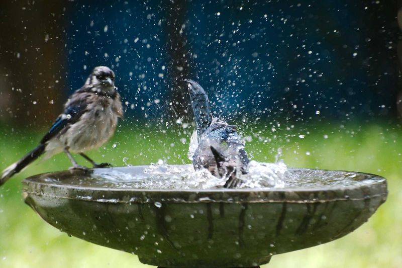 Watch Your Feathered Friends Flock