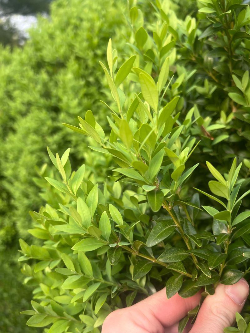 Clean Up Clippings Immediately