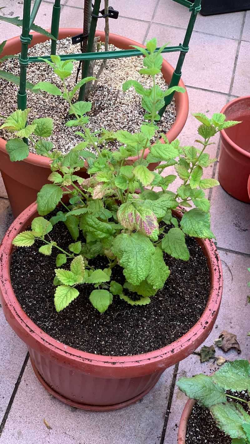 Feed Sparingly With Organic Fertilizer
