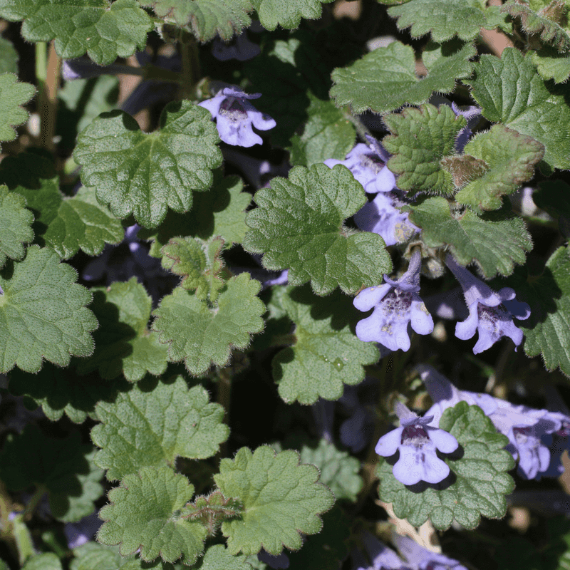 Try Horticultural Vinegar Solutions