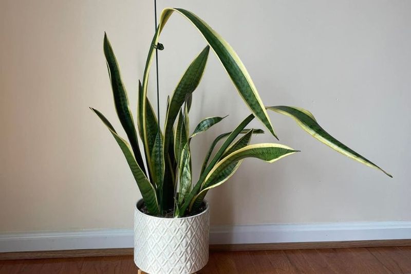Support Extremely Tall Leaves