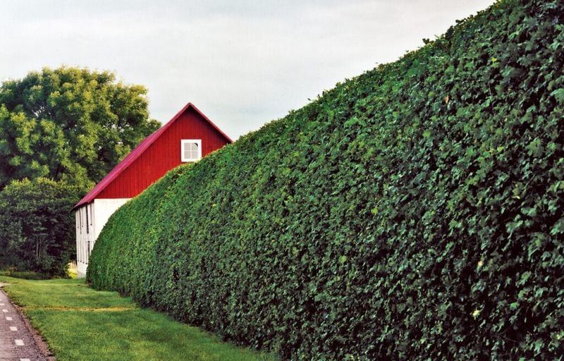 Prevents Hedge Collapse Under Weight