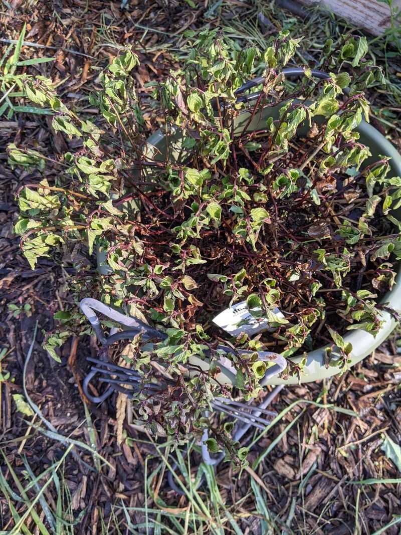 Soil Nutrient Depletion