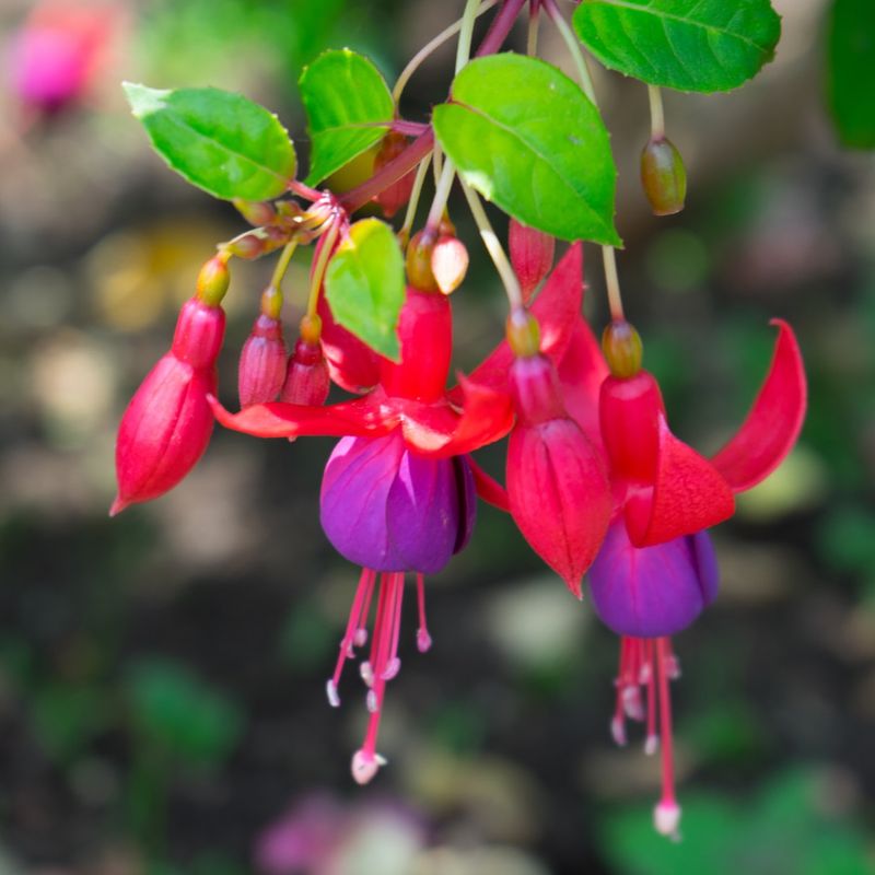 Flowering Fuchsias