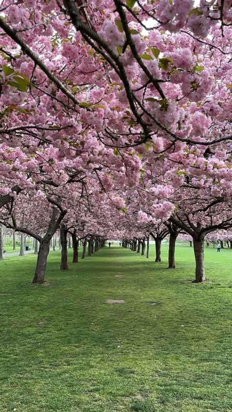 Brooklyn Botanic Garden, USA