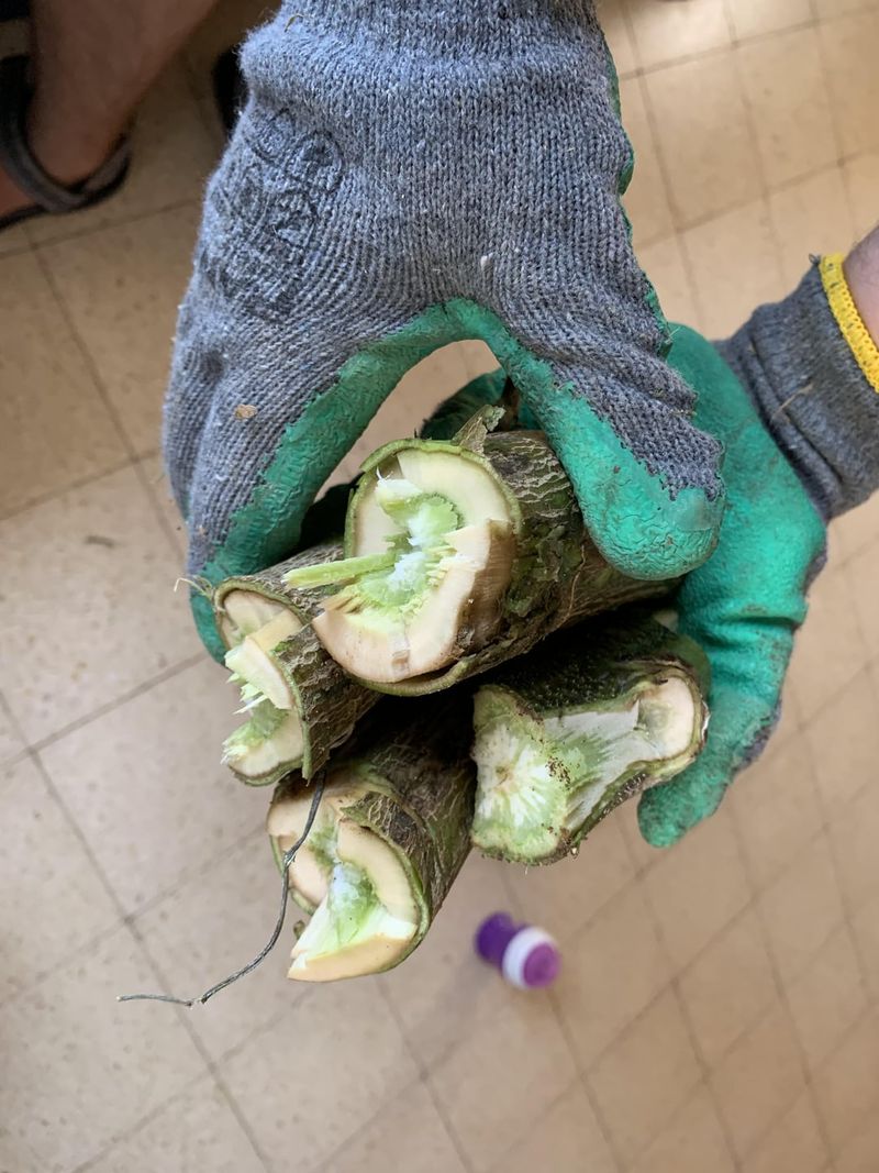 Handle The Stem Carefully