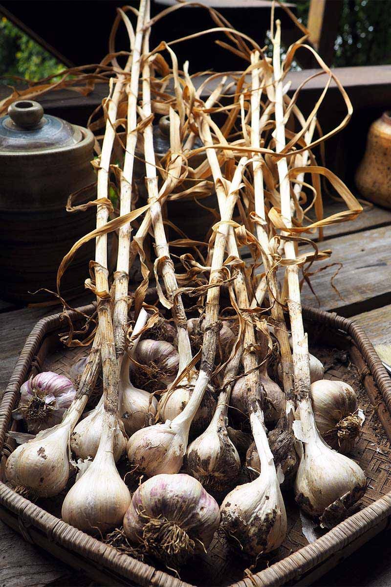 Hang Bulbs For Drying
