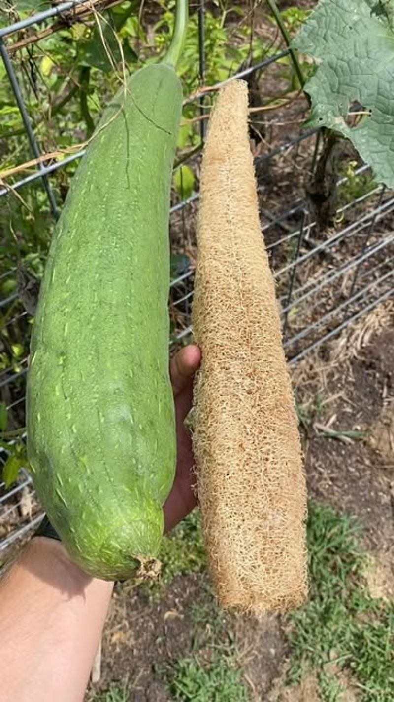 Luffa Gourds