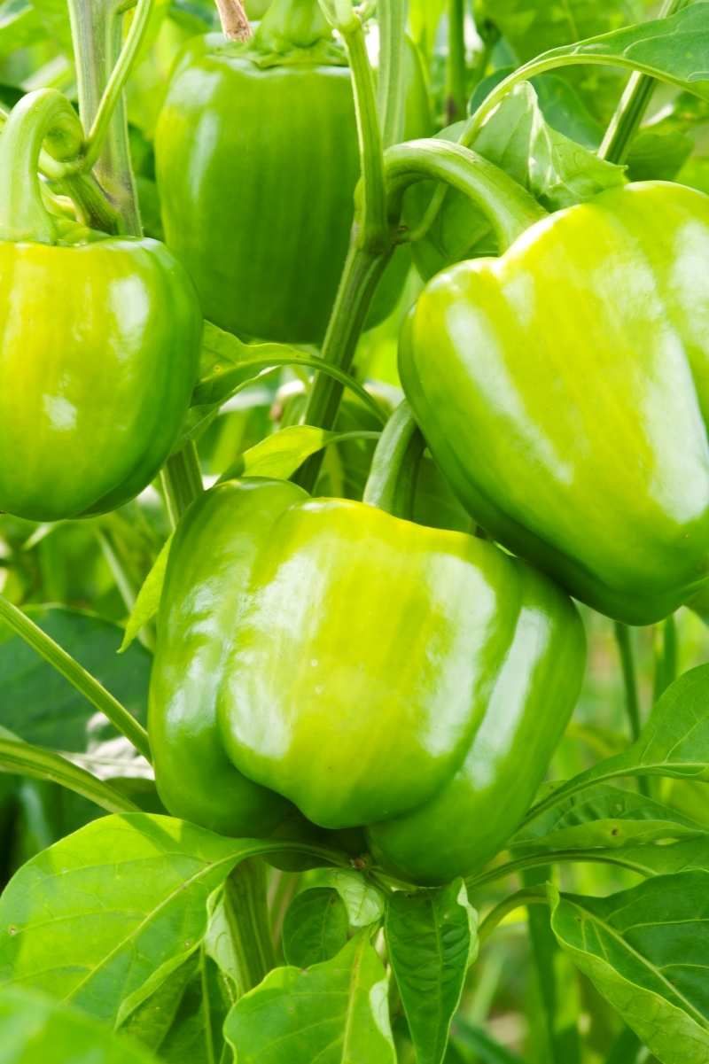 Peppers