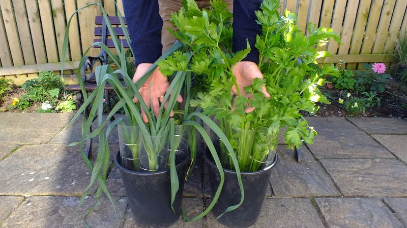 Rotate Crops Even In Containers