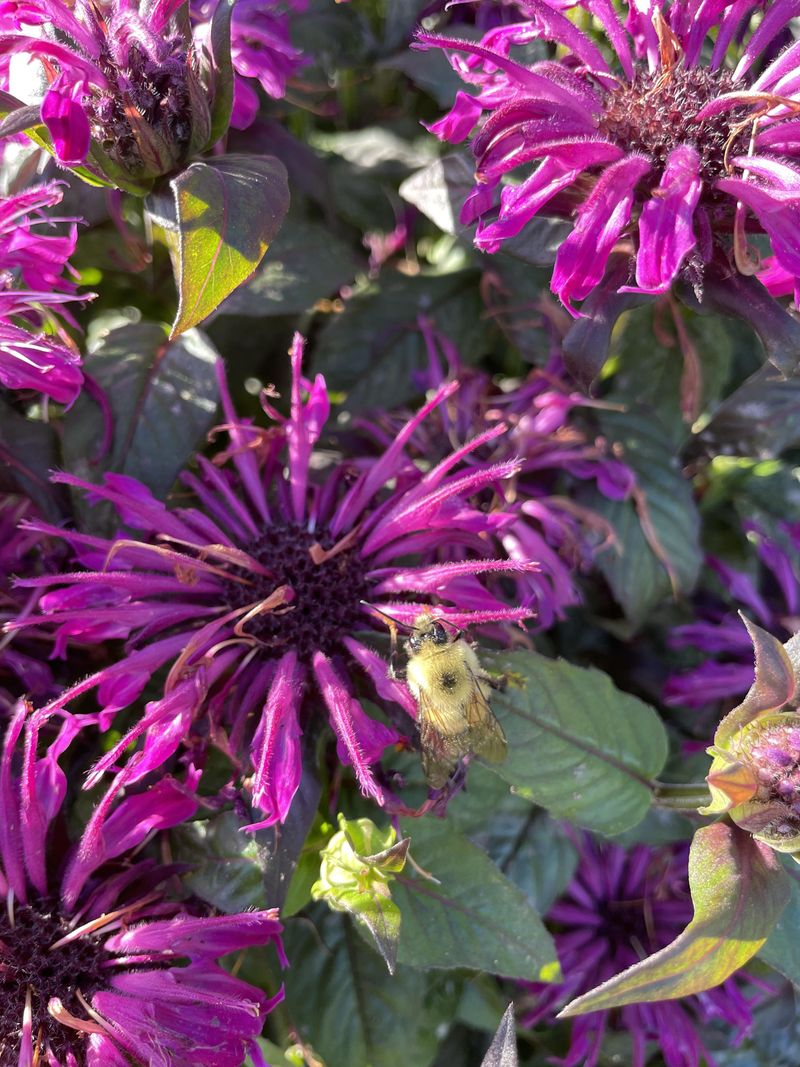 Provide Support For Taller Varieties