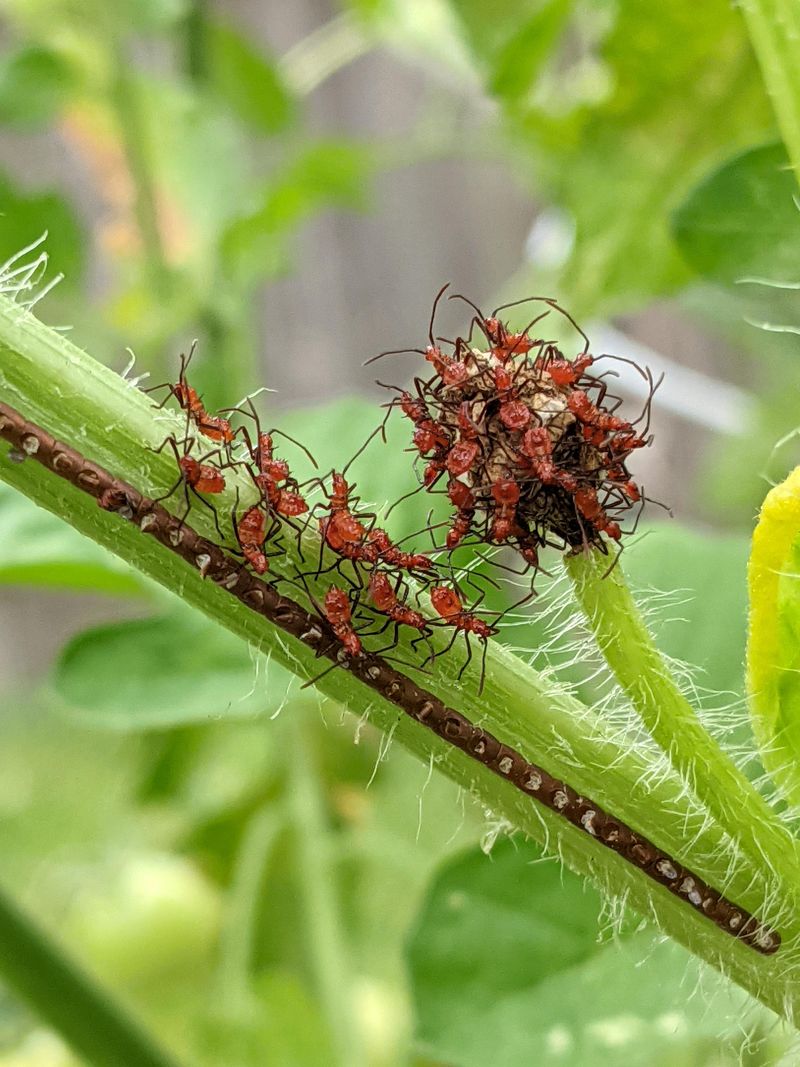Manage Pests Organically
