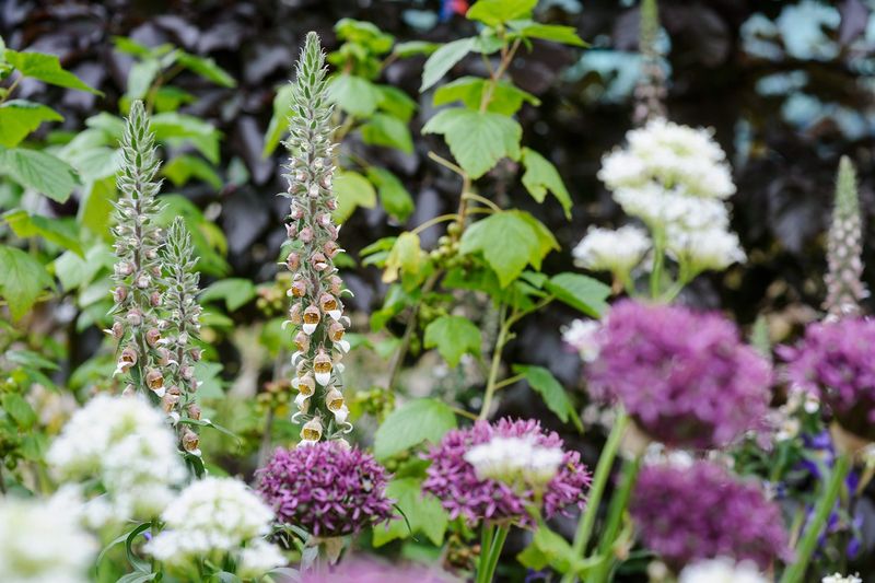 Companion Planting Strategies